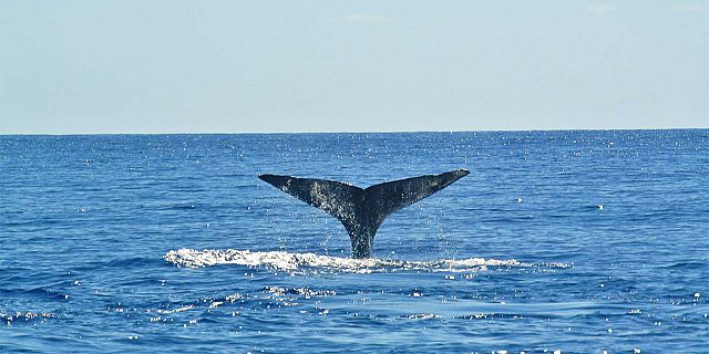 Whales trip mauritius (1)